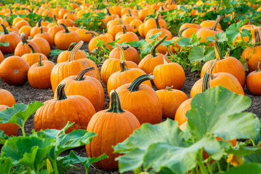 Pumpkin for Carving contest